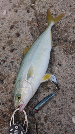 コゾクラの釣果