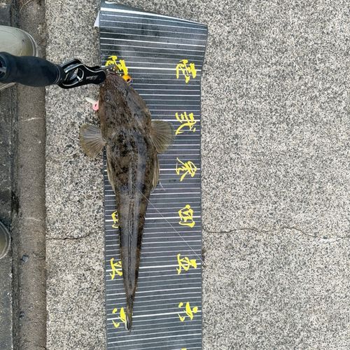 マゴチの釣果