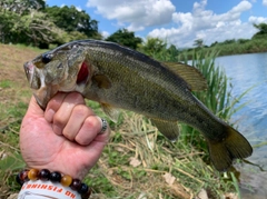 ラージマウスバスの釣果
