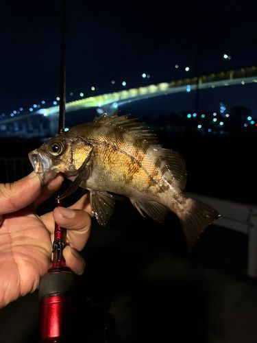 メバルの釣果
