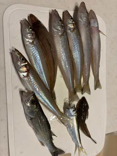 アナハゼの釣果