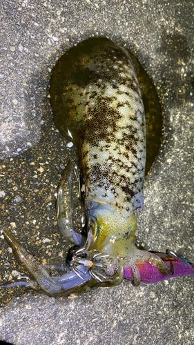アオリイカの釣果