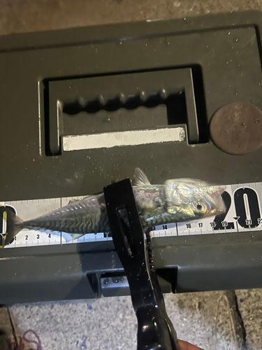 サバの釣果