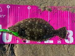 ソゲの釣果
