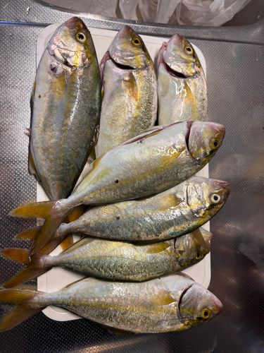シオの釣果