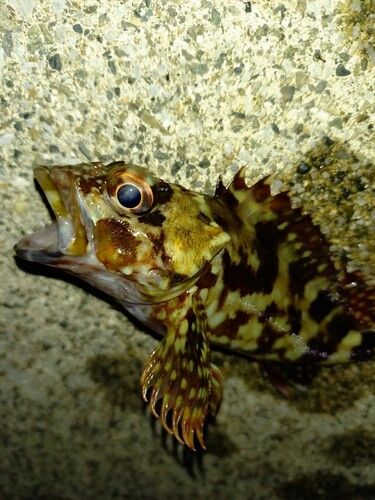 カサゴの釣果