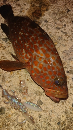 キジハタの釣果