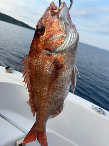 タイの釣果