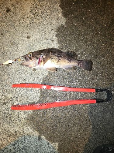 クロソイの釣果