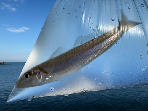 シロギスの釣果