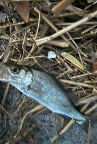 セイゴ（ヒラスズキ）の釣果