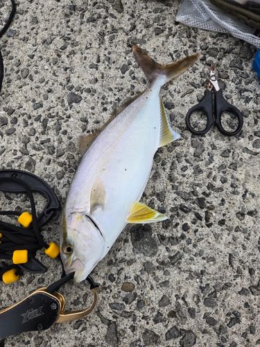 ネリゴの釣果