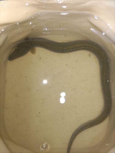 ウナギの釣果
