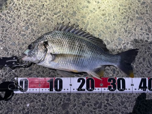 キビレの釣果