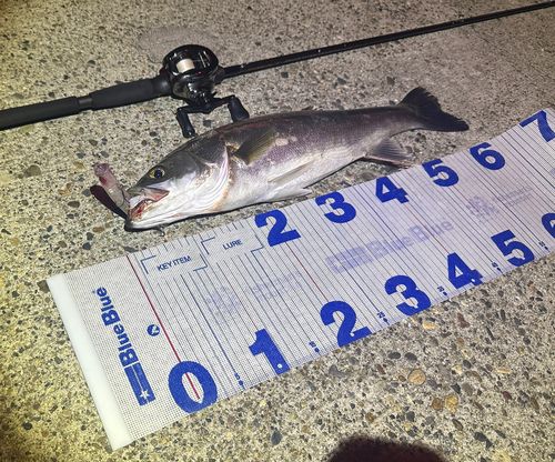 シーバスの釣果