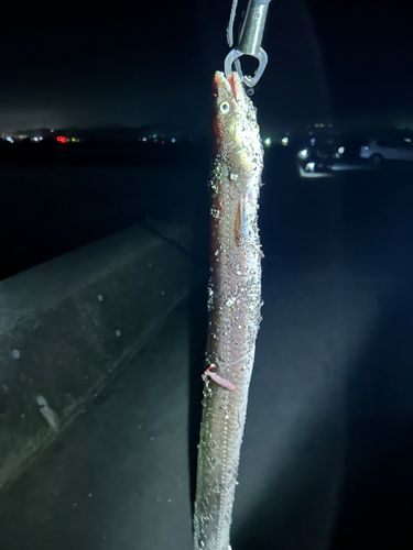 ダイナンアナゴの釣果