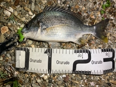 キビレの釣果