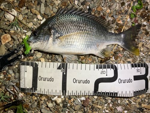 キビレの釣果
