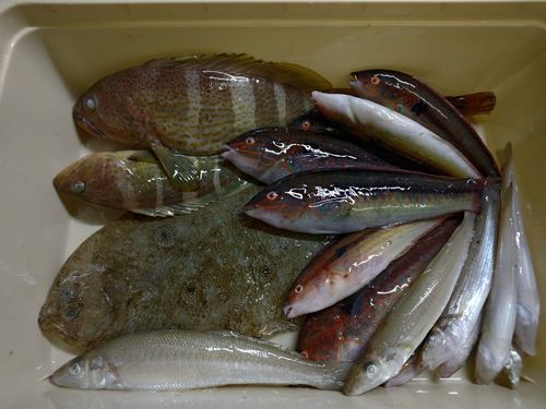 釣果