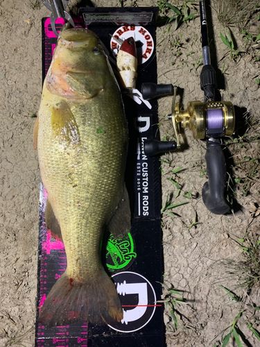 ラージマウスバスの釣果