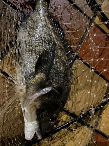 クロダイの釣果