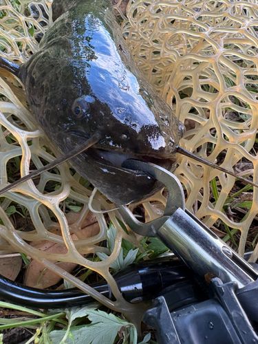 ナマズの釣果