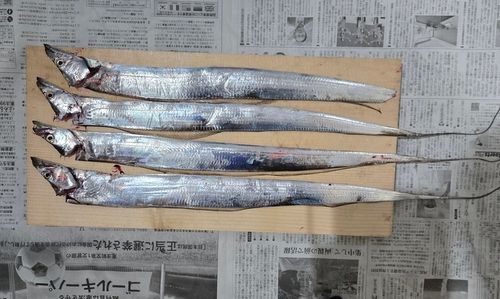タチウオの釣果