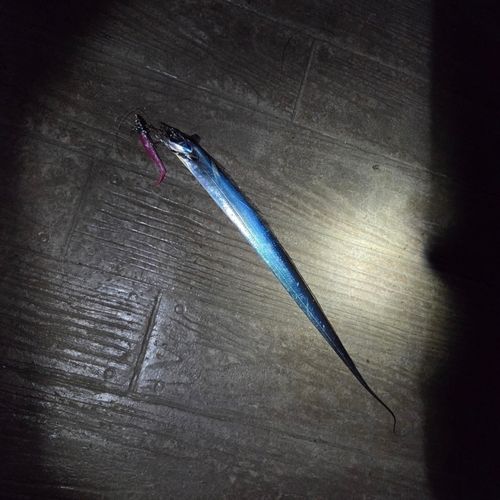 タチウオの釣果