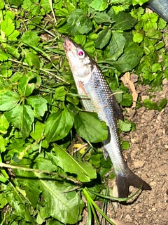 ニゴイの釣果
