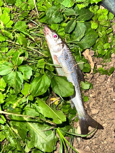 ニゴイの釣果