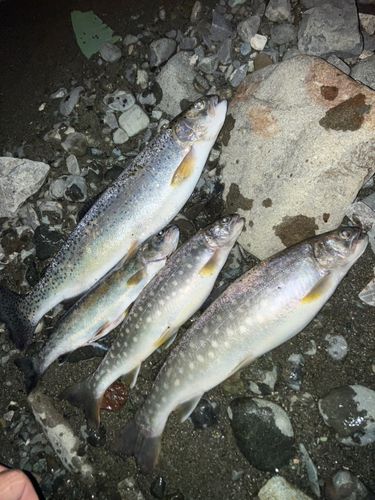 ニジマスの釣果