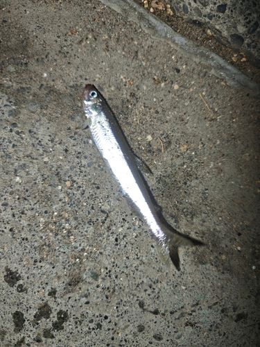 チカの釣果