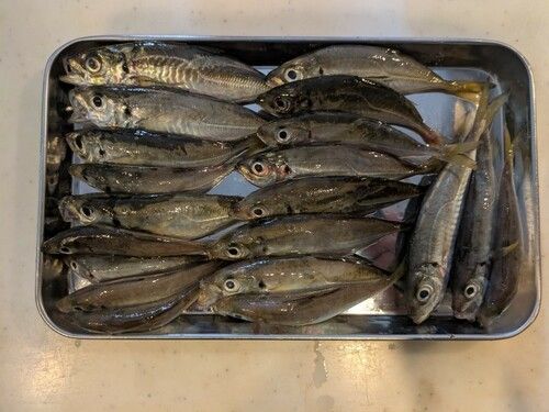 アジの釣果