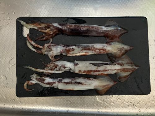 スルメイカの釣果