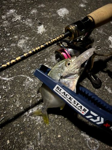 メッキの釣果