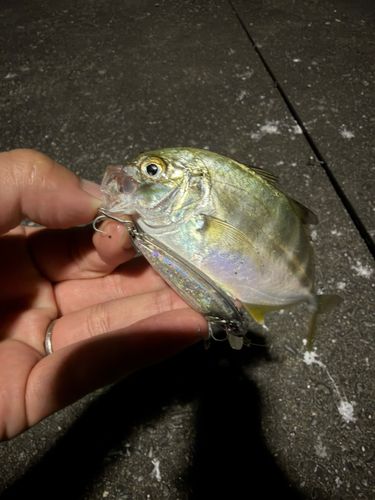 メッキの釣果