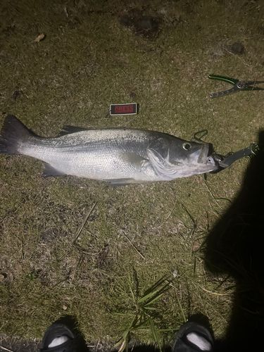 ヒラスズキの釣果