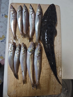 マゴチの釣果