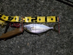 ショゴの釣果