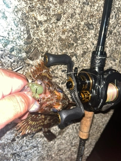ガシラの釣果