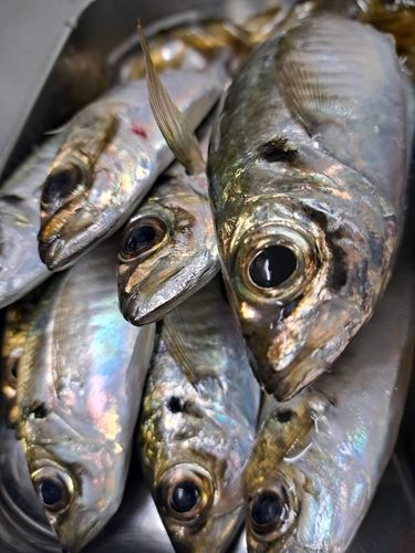 マアジの釣果
