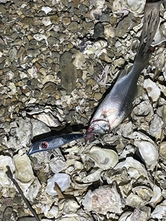 セイゴ（マルスズキ）の釣果