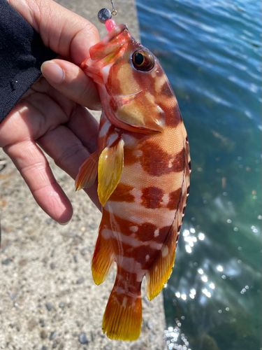 アカハタの釣果