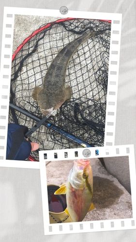 ショゴの釣果