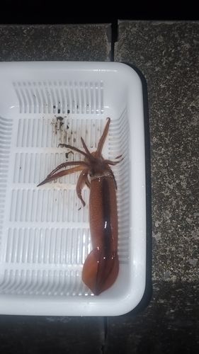 スルメイカの釣果