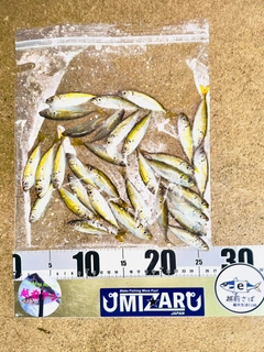 マアジの釣果