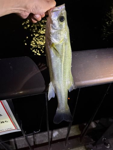 フッコ（マルスズキ）の釣果