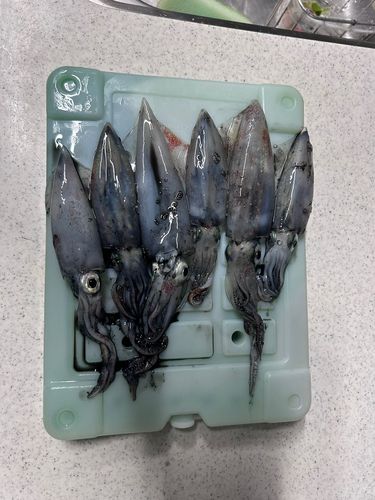 ケンサキイカの釣果