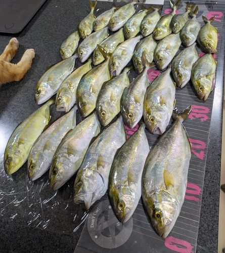 ショゴの釣果