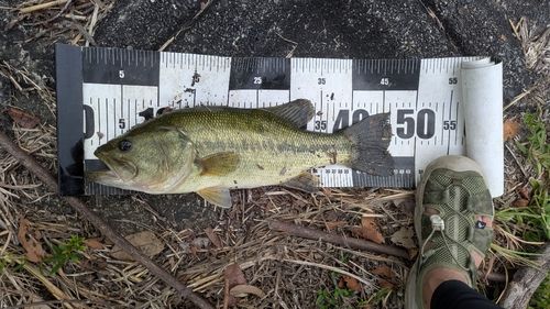 ブラックバスの釣果